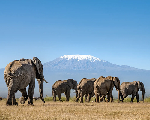 amboseli national park day trip