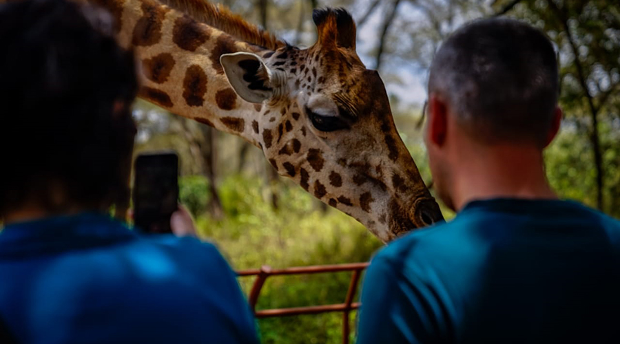 giraffe-center-day-tour-1