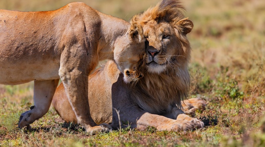 3 Days Ngorongoro – Lake Manyara