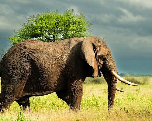 5 Days Lake Manyara, Ngorongoro Crater & Serengeti Safari