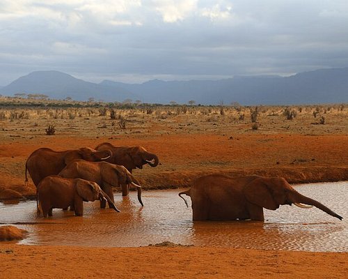 6 Days Amboseli – Tsavo West- Tsavo East Nairobi Private Lodge Safari Package